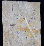 Zamites feneonis BRONGNIART - Bild &copy; FossNet FossilienStore